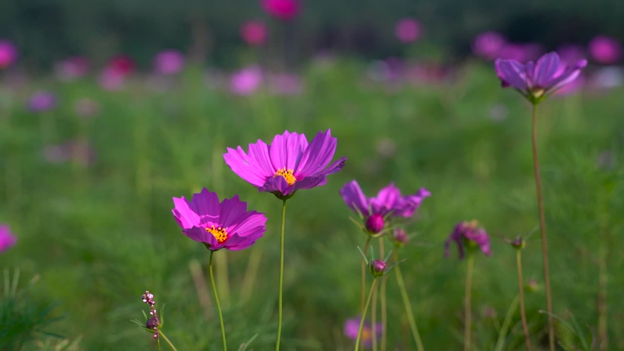 primer plano de hermosas flores de color púrpura, afuera en un día brillante y soleado con desenfoque de fondo