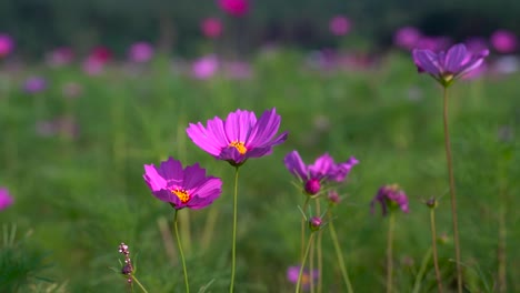 Close-up-of-beautiful-purple-flowers,-outside-on-bright-and-sunny-day-with-background-blur