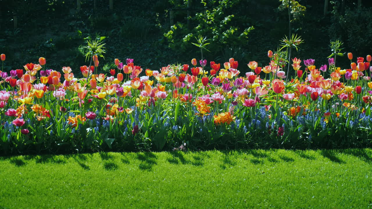 화려한 튤립이 있는 아름다운 화단