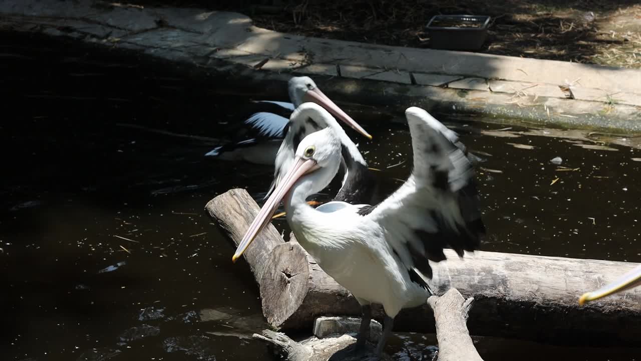 Pelicans Standing on Logs Above Pond in Tropical Wildlife Habitat