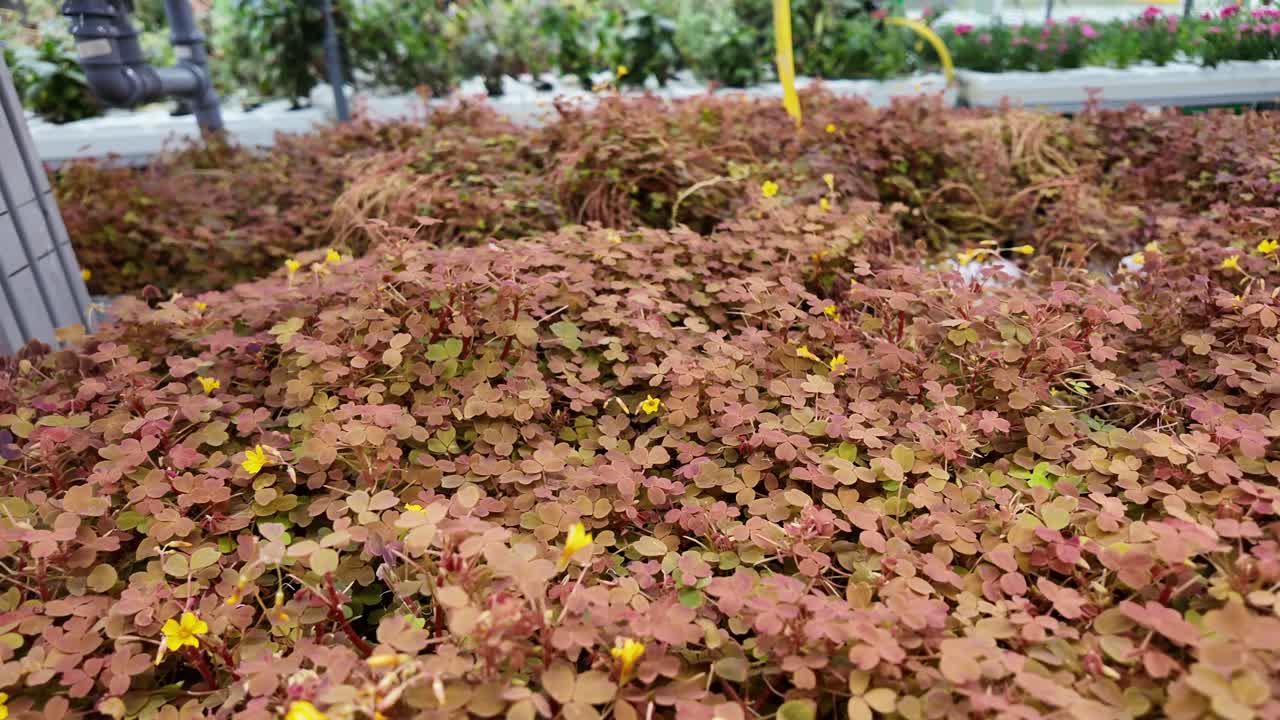 Sustainable greenery inside a modern indoor farm