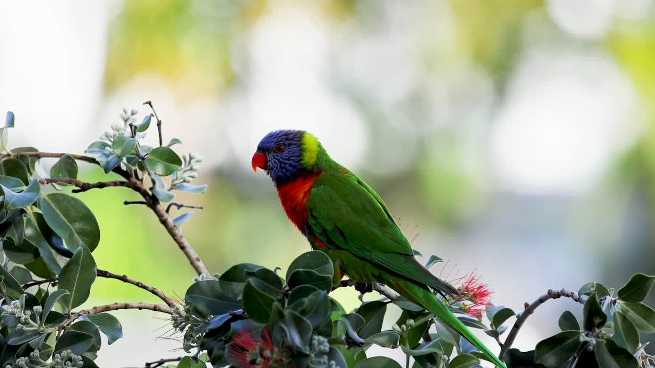 A colorful rainbow lorikeet sits on a leafy branch in bright, natural lighting, showcasing its vivid plumage