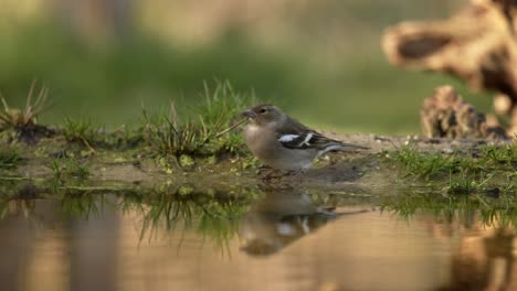 Wunderschöne-Statische-Nahaufnahme-Einer-Vink-Frau,-Die-An-Einem-Warmen,-Sonnigen-Morgen-Am-Rande-Eines-Kleinen-Wasserbeckens-Trinkt