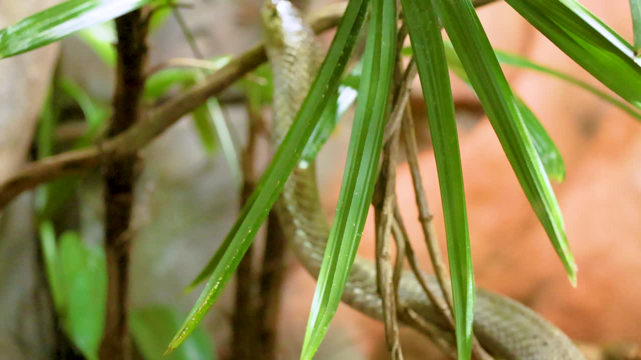 A snake moves gracefully through green leaves in a natural setting, with warm lighting and a close-up perspective