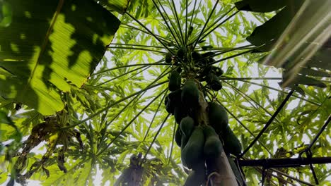 the papaya tree is full of fruit.green round papaya.thai farmers grow papaya to export and sell to the market.