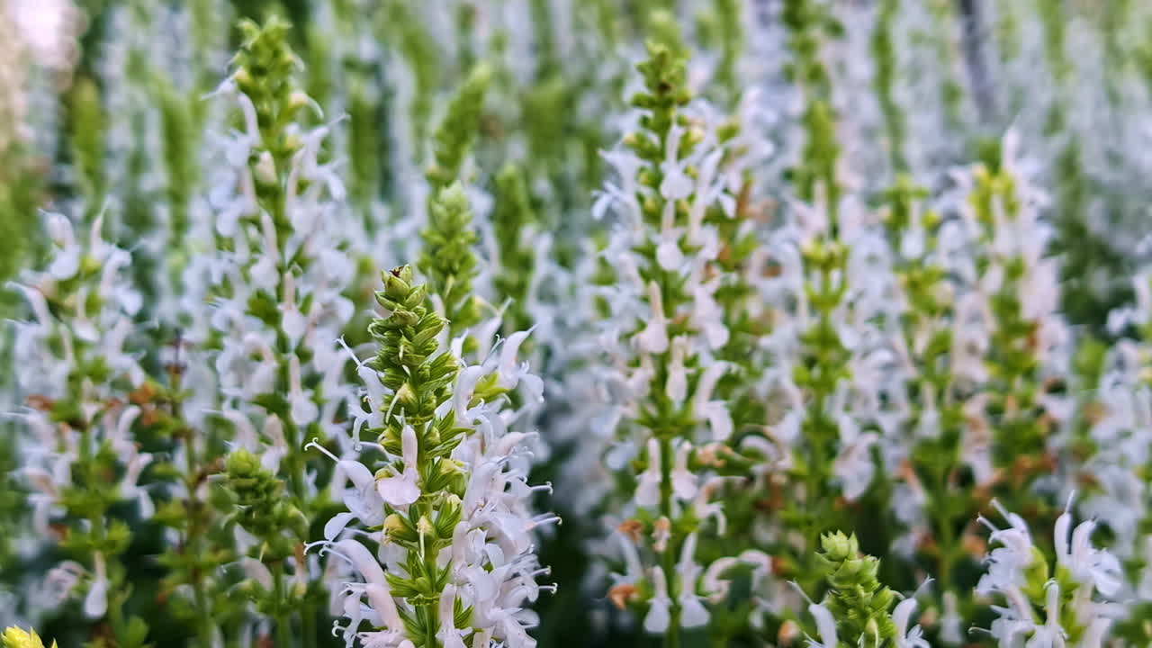 Colorful wildflowers sway softly in the breeze across a peaceful green meadow