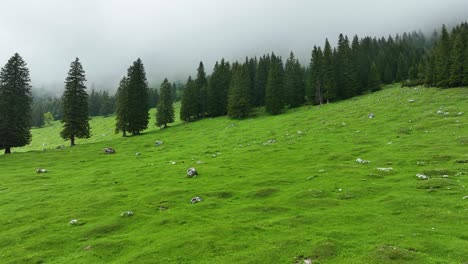 aerial drone fly above pungart green meadow countryside of slovenia landscape with cloudy sky and pine trees, slow motion