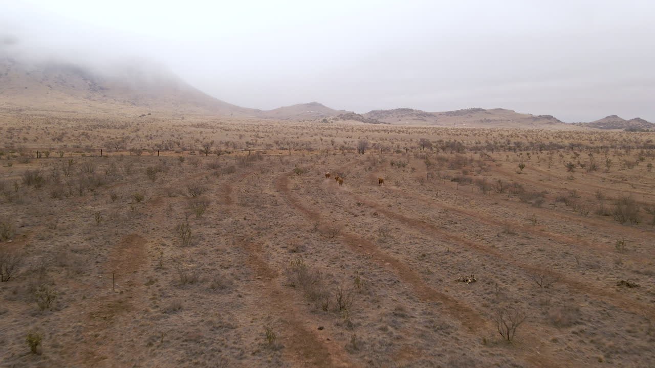 el ganado y los toros corren a través del rancho del desierto seco en el desierto de chihuahua de texas