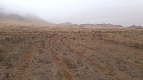 El-Ganado-Y-Los-Toros-Corren-A-Través-Del-Rancho-Del-Desierto-Seco-En-El-Desierto-De-Chihuahua-De-Texas