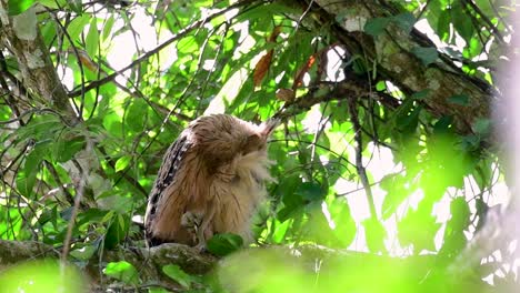 魚烏 (buffy fish owl) 是一個大型烏,但卻是四種烏中最小的