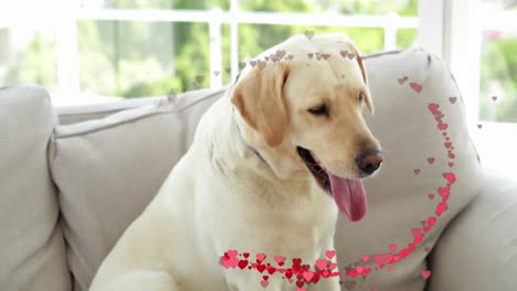 animation of hearts over pet dog sitting on sofa