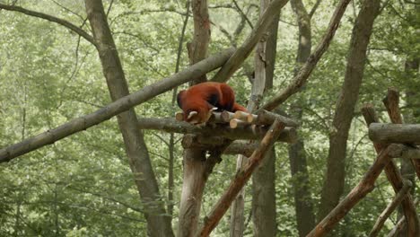 curious endangered red panda looking down from a tree. lesser panda at gdansk zoo in poland. wide