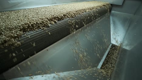 many seeds. sunflower seeds baking machine. moving fried sunflower seeds come out of the machine. food production