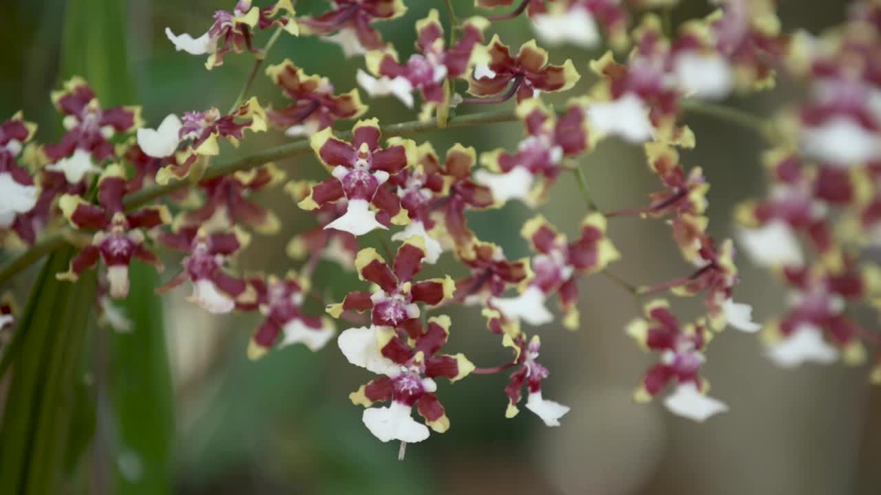 Branched spikes with flowers of the Oncidium Aka Baby 'Raspberry Chocolate' orchid