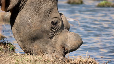 Extreme-closeup-of-dehorned-white-rhino-drinking-water-in-Africa,-beautiful-reflection