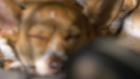 sleeping dog in the sun light