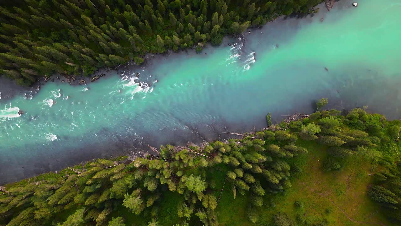 Turkish blue green river water rapids lined with tall pine trees, drone top down bird's eye view, xinjiang kanas china