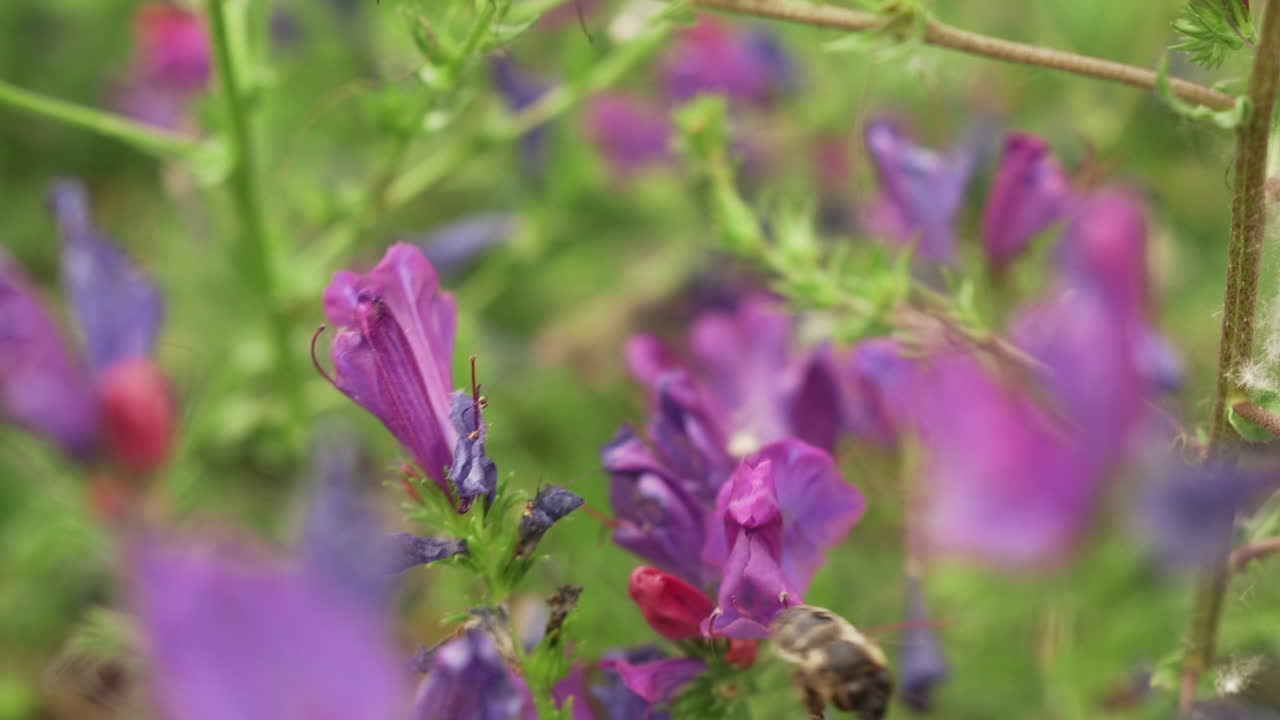 Nærbilde av skjelvende lilla blomster pollinert av en humle