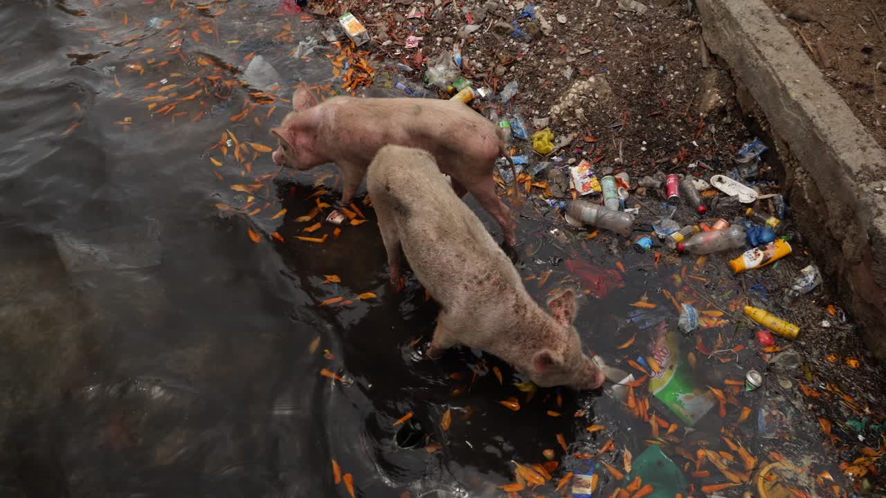 A shot of two pigs searching in the garbage at the shore in the Fadiouth island, Senegal