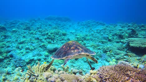 wide angle timelapse of healthy green turtle swimming in clean blue sea