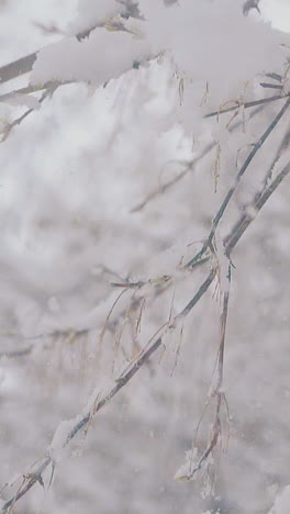 thin tree branches with falling snow against white park on cold windy early spring day extreme close view slow motion