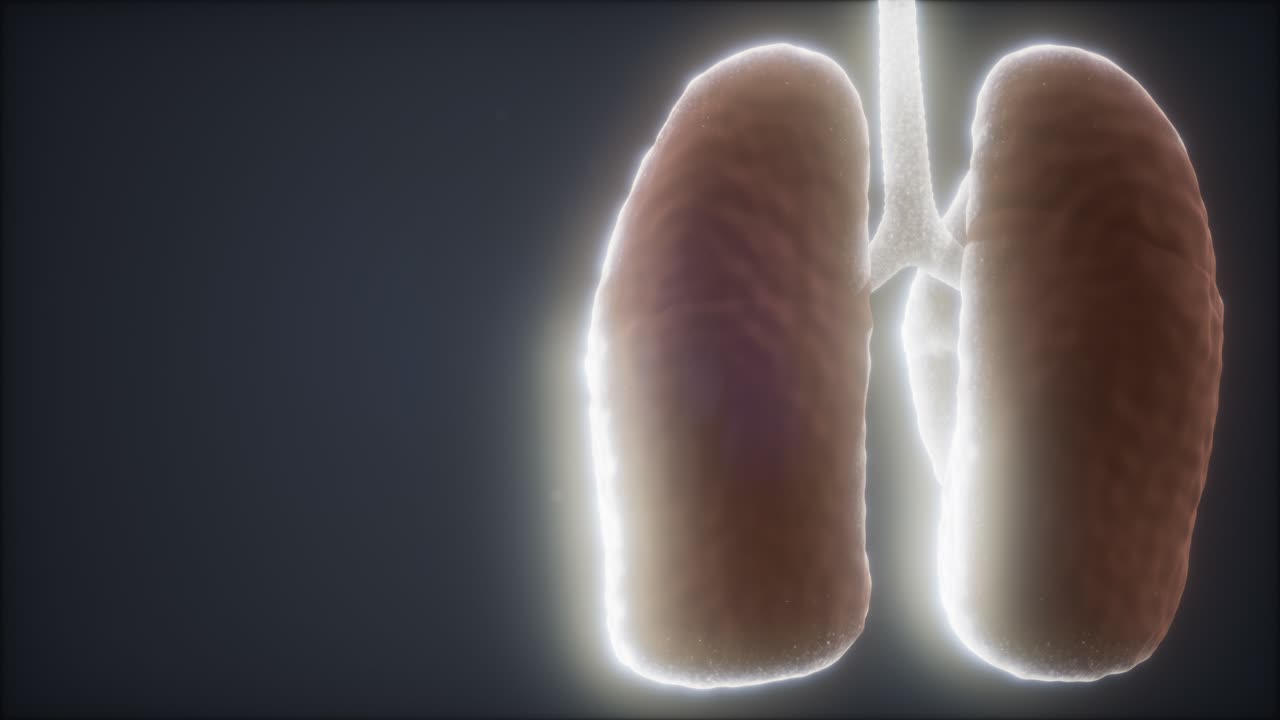animación médicamente precisa del pulmón humano en bucle 3d