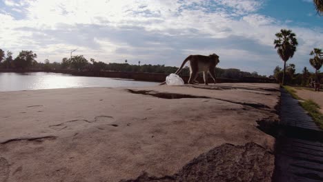 Macaque-Monkey-Eating-from-a-Plastic-Bag-at-Angkor-Wat