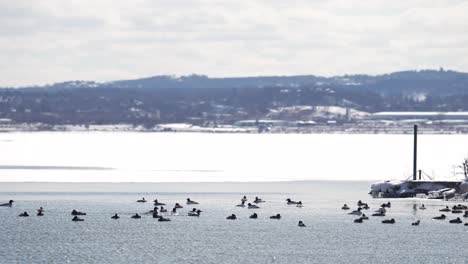 a large collection of ducks swim in icy water with traffic in the background