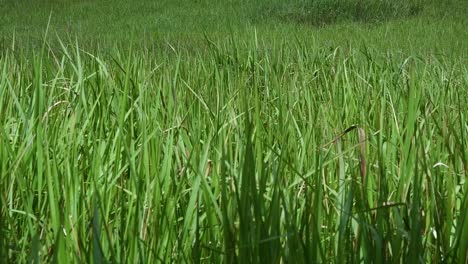 A-perennial-grass-native-to-tropical-and-subtropical-Asia-and-also-introduced-to-several-countries