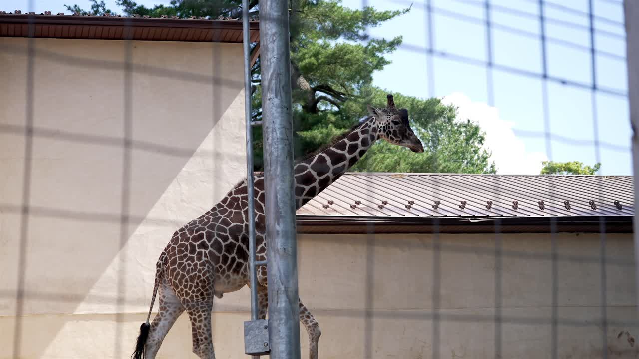Giraffe in a zoo enclosure