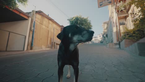 slow-motion wide-angle shot of a black street dog standing on the street