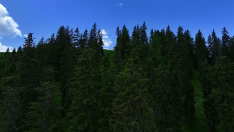 Rising-above-the-tall-imposing-tress-in-the-countryside