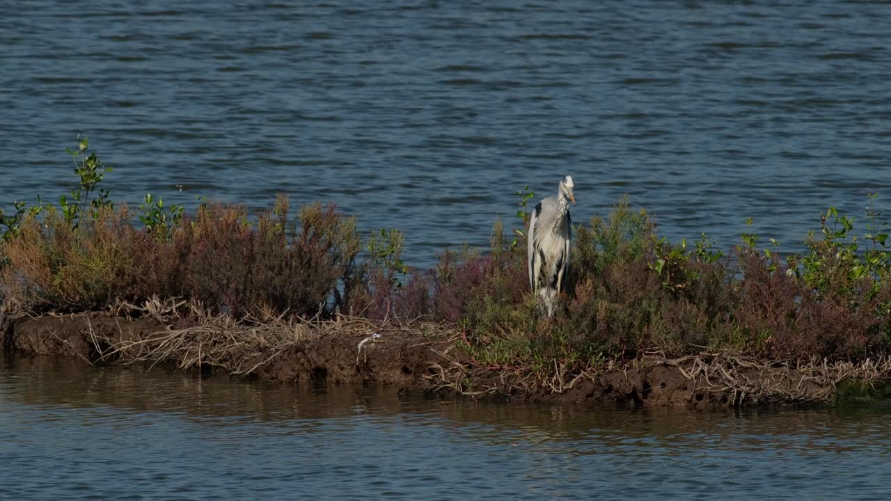 을 고 헤엄쳐 지나갈 먹이를 기다리는 그레이 헤이런 (ardea cinerea, 태국)