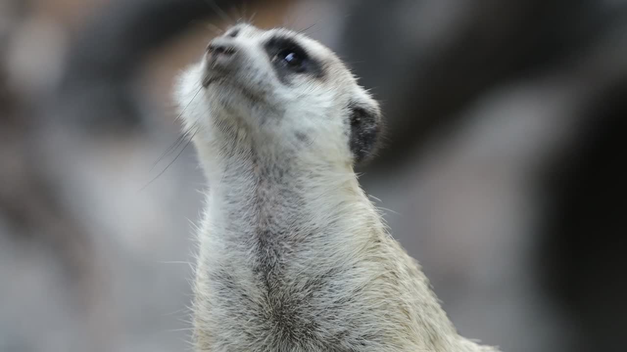 Closeup of Alert Meerkat Looking Around with Curious Expression in Natural Habitat