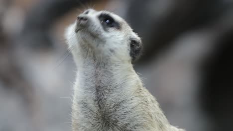 closeup of alert meerkat looking around with curious expression in natural habitat