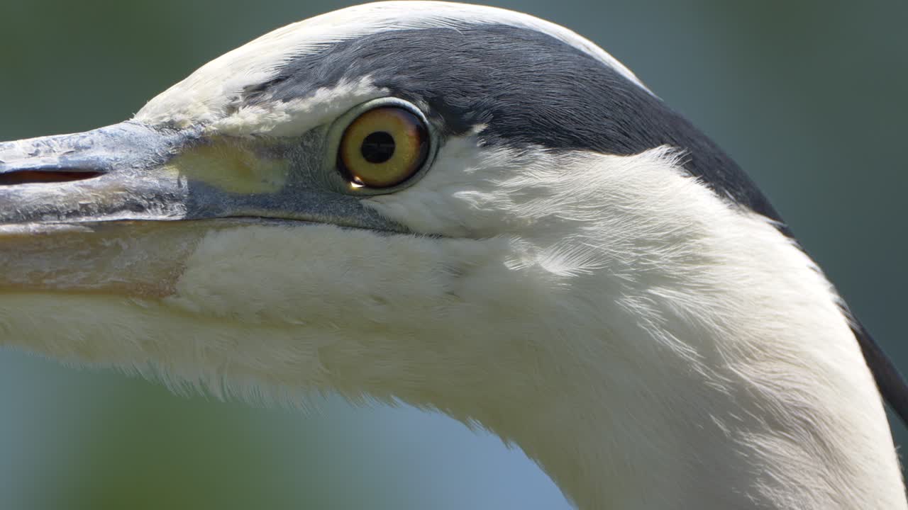 fotografía macro de un pájaro garza gris con ojos amarillos
