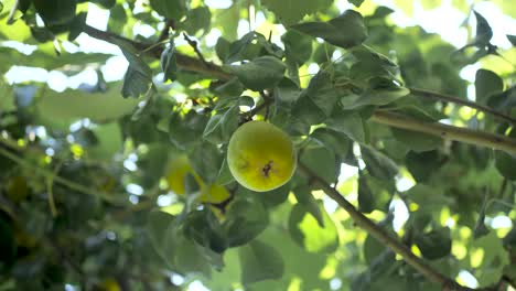 Pear tree