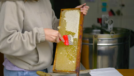 young beekeeper removes the wax from the honeycombs with the uncapper to extract the clear acacia honey. production of artisanal organic honey