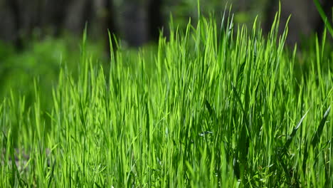 Hintergrundbeleuchtetes-Gras,-Abstrakter-Hintergrund,-Frühling-In-Europa