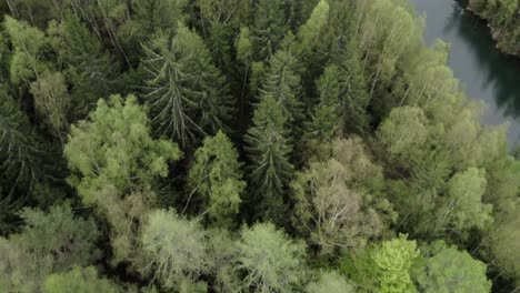 revelación del lago del bosque rodeado de acantilados de árboles y rocas