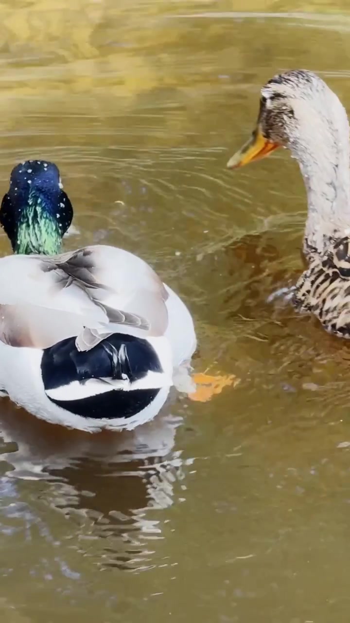Un germano reale maschio immerge la testa sott'acqua mentre si nutre in acque poco profonde di uno stagno dorato, mostrando le piume della coda, il corpo bianco e le increspature in un video verticale sulla fauna selvatica.