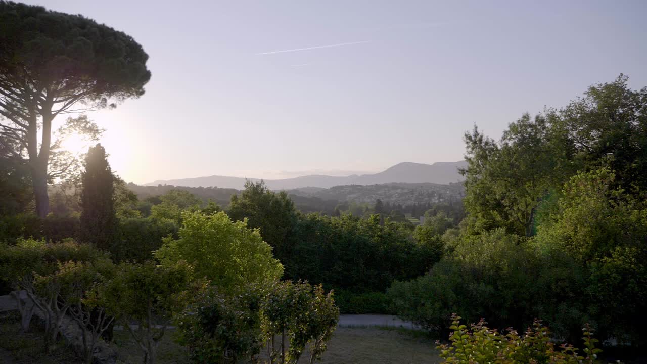 Seagull in slow motion at sunset with tree in the background
