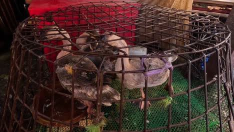 duck confined in a wire cage at market