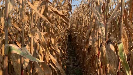 walking through a row of corn in a field