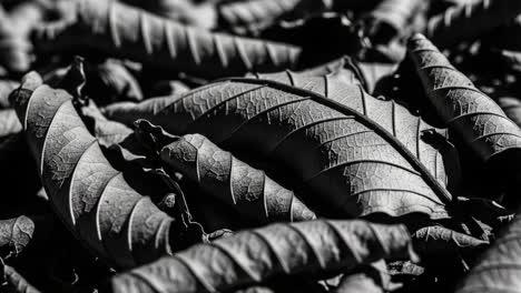 a close-up exploration of textured leaves in monochrome, capturing the intricate patterns and shadows created by nature's designs