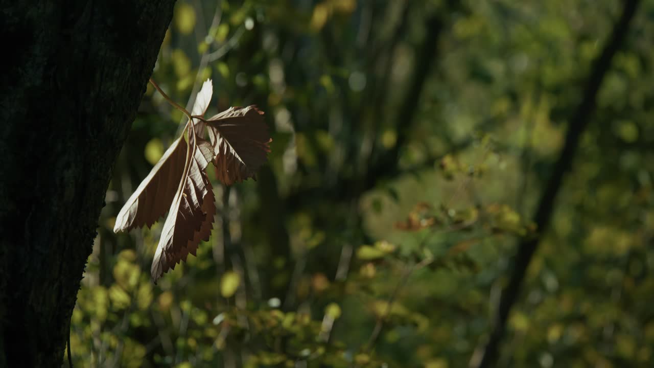 single dried autumn leaf attached to a tree trunk in soft sunlight at Lonjsko Polje Krapje