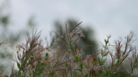 Dandelion-fluff-caught-on-dry-branches