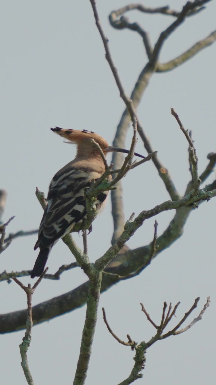 Uno scatto autentico di un'upupa comune che riposa su un ramo spoglio contro un cielo limpido in India. Adatto per documentari sulla fauna selvatica e contenuti sulla conservazione della natura