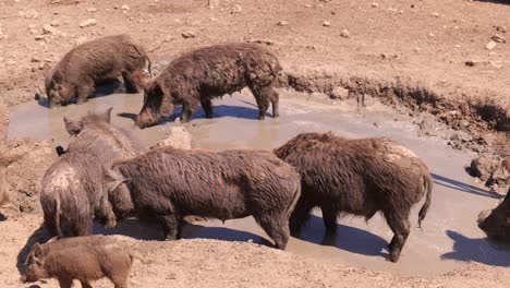 manada de cerdos salvajes jabalí en un charco fangoso en una granja