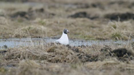 gaviota de cabeza negra caminando en el campo en busca de comida comiendo migración de primavera